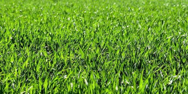 Wie lege ich einen neuen Rasen an? - gardenerscentre.eu