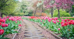 Online einkaufen für den Garten