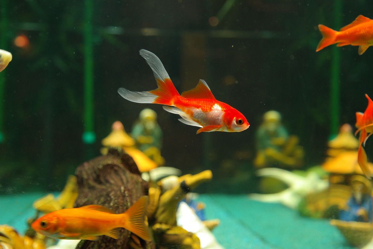 Aquarium