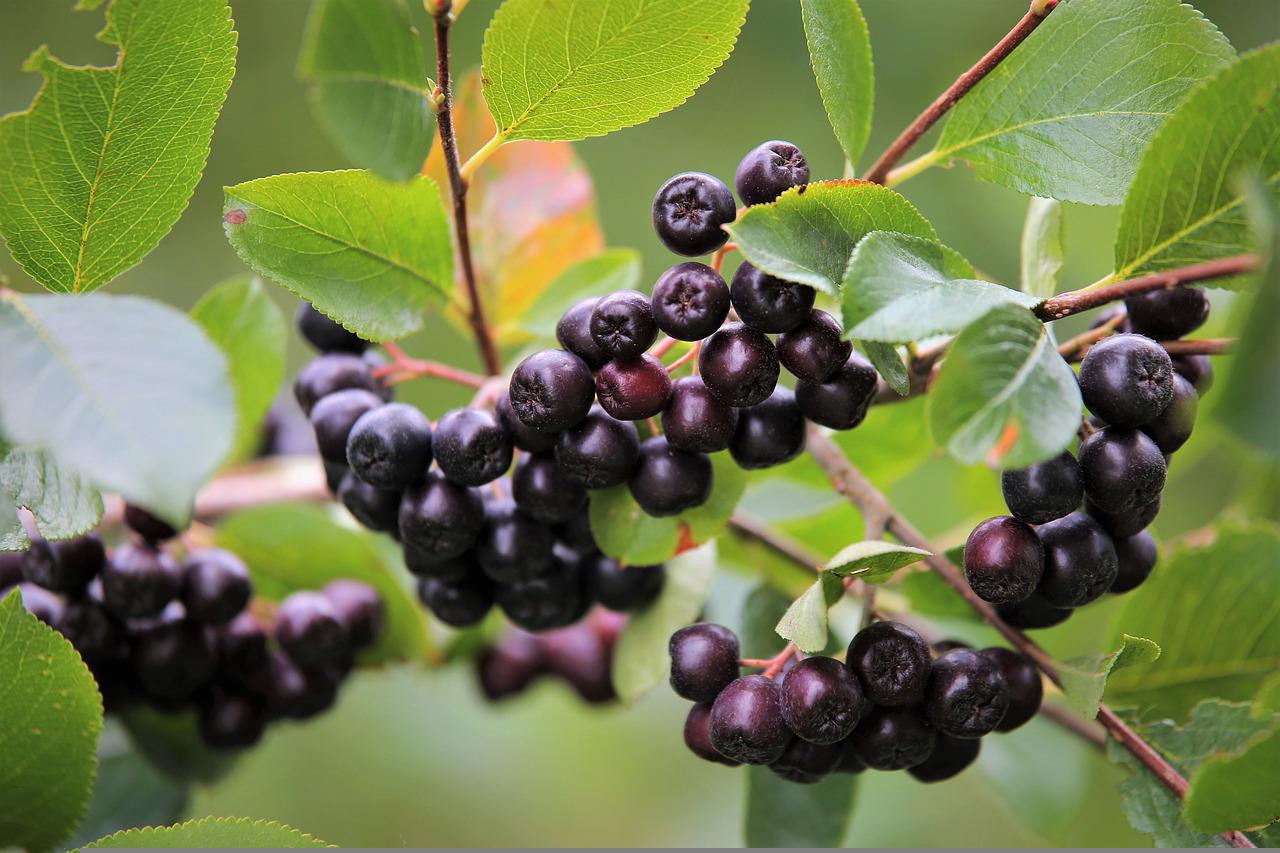 Aronia anpflanzen