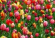 Bunter Garten