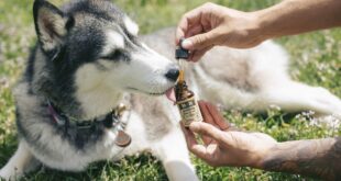 CBD für Hunde