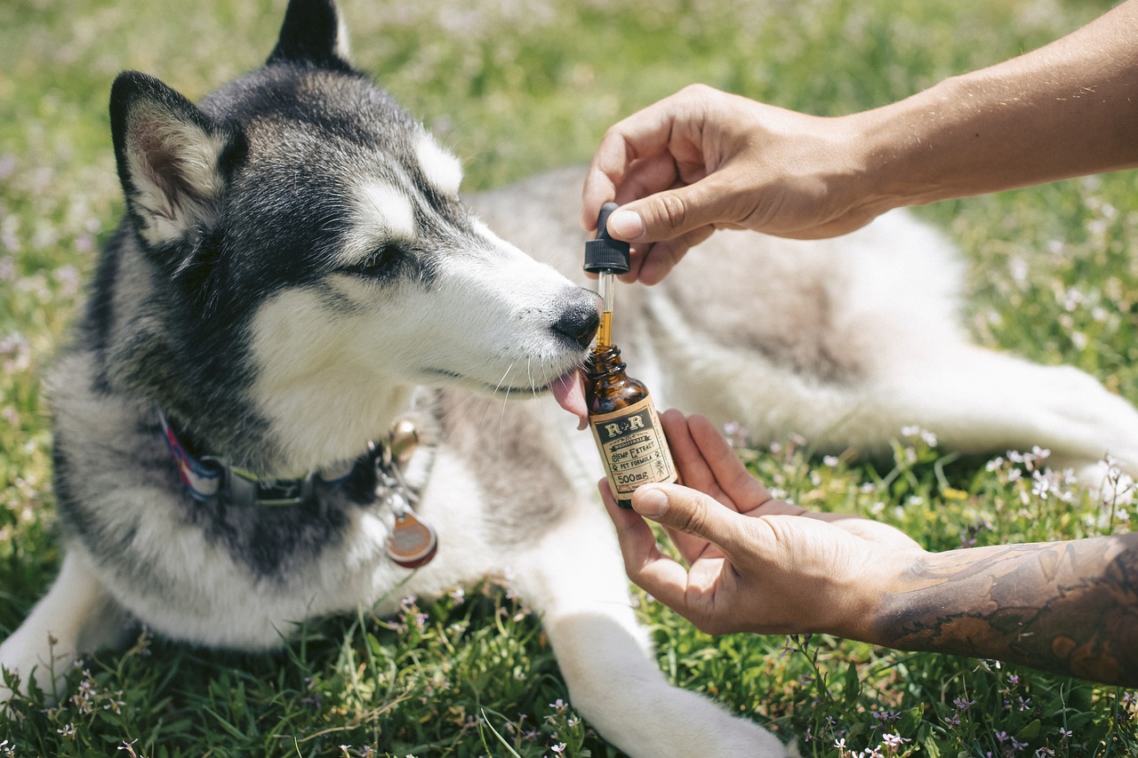 CBD für Hunde