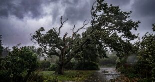 Baum im Garten wird auf Sturmschäden und Standsicherheit geprüft